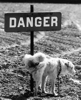 anartist-danger-dog